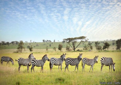 الحياة البرية في متنزه سيرينغيتي الوطني في تنزانيا
